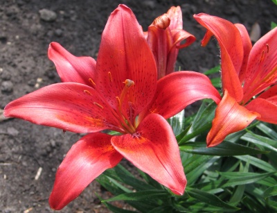 lilium perversum